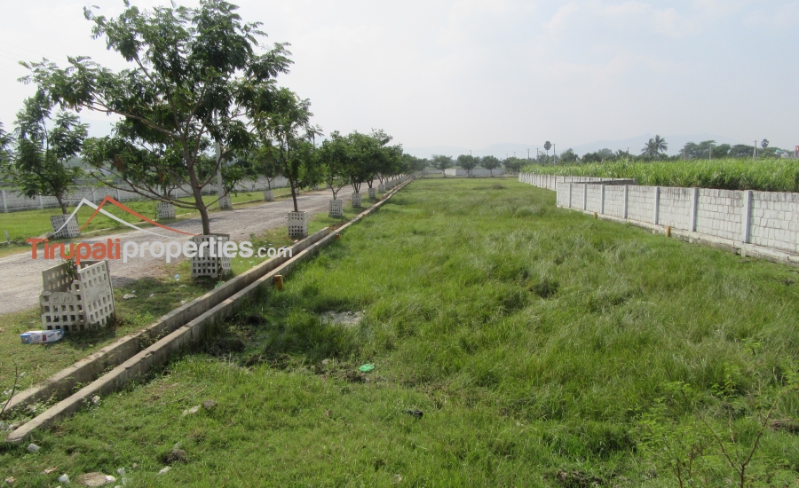 TUDA Approved Residential Plots Venture in Thanapalli, Tirupati